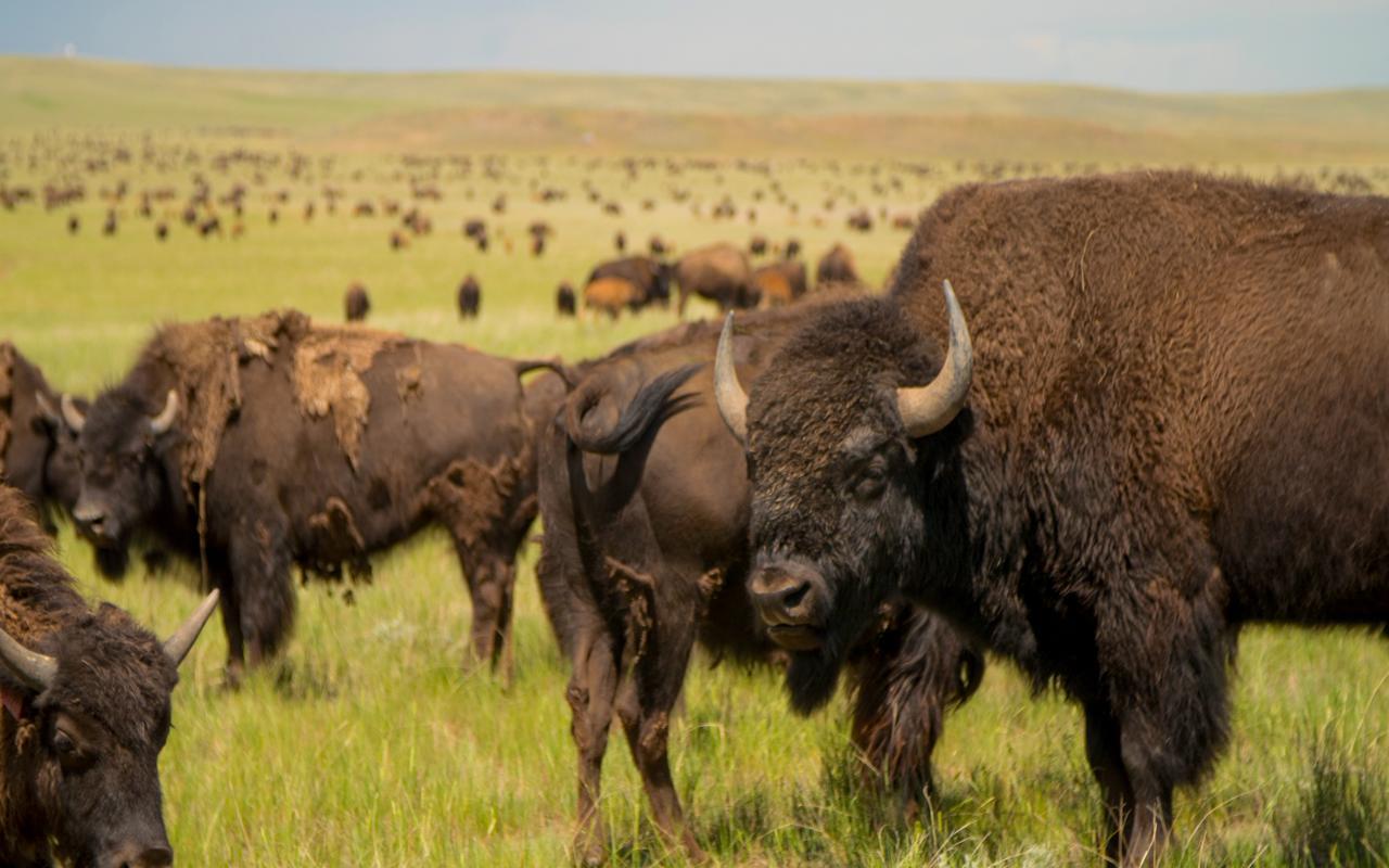 A Monumental Reunion in Gillette-Wright, Wyoming