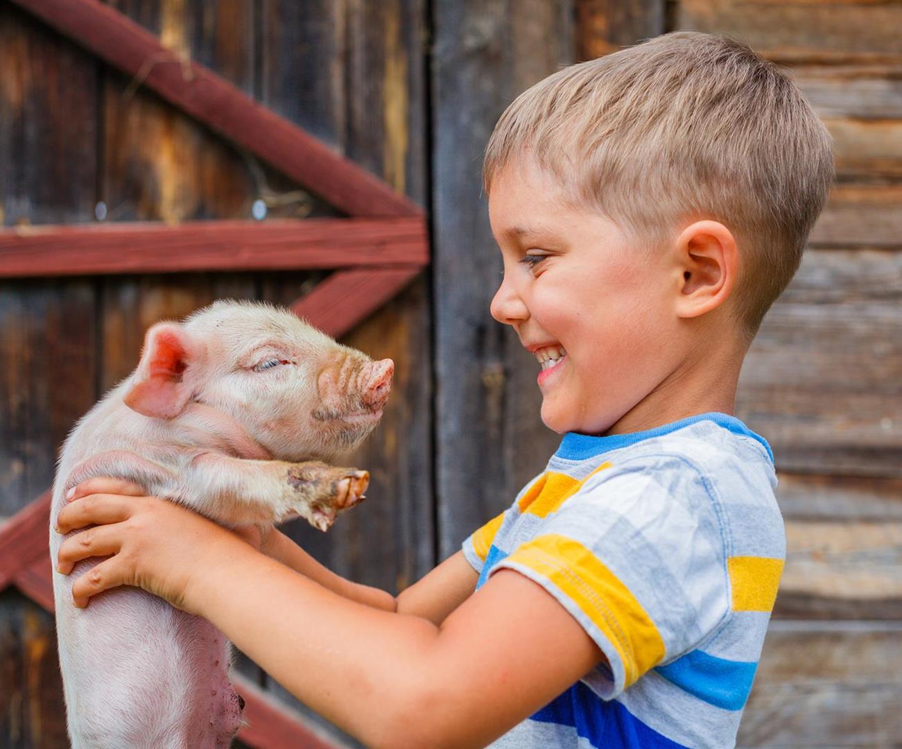 Boy with piglet