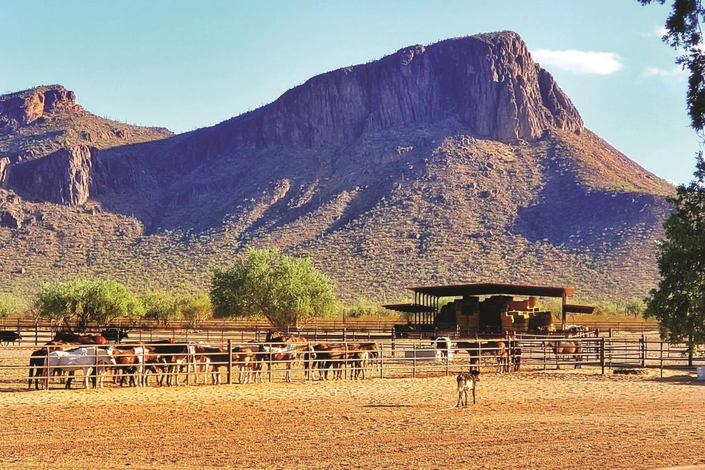 Set on 3,000 acres of unspoiled Sonoran desert, Arizona’s White Stallion Ranch offers families a traditional dude ranch vacation filled with horseback riding and activities.