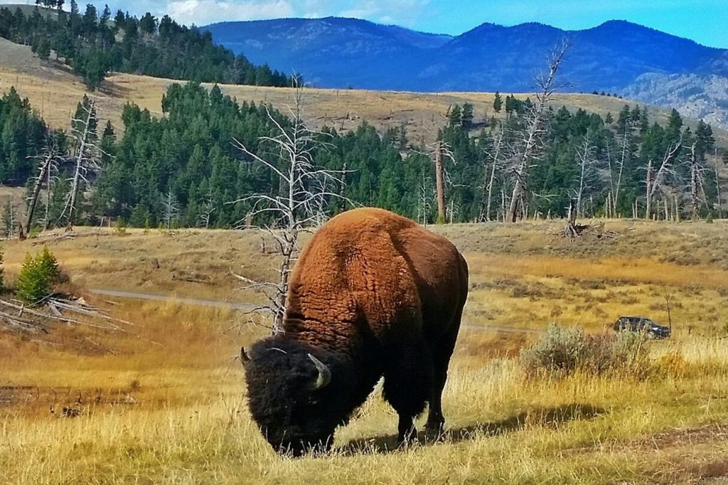 Yellowstone National Park Photo Credit Nancy Schretter