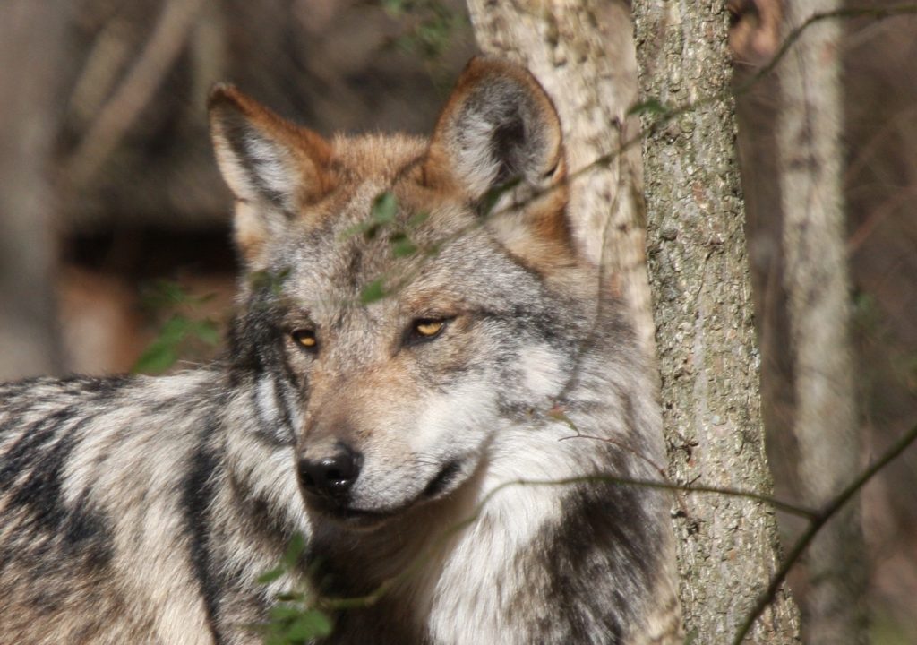 Endangered Wolf Center - nagual