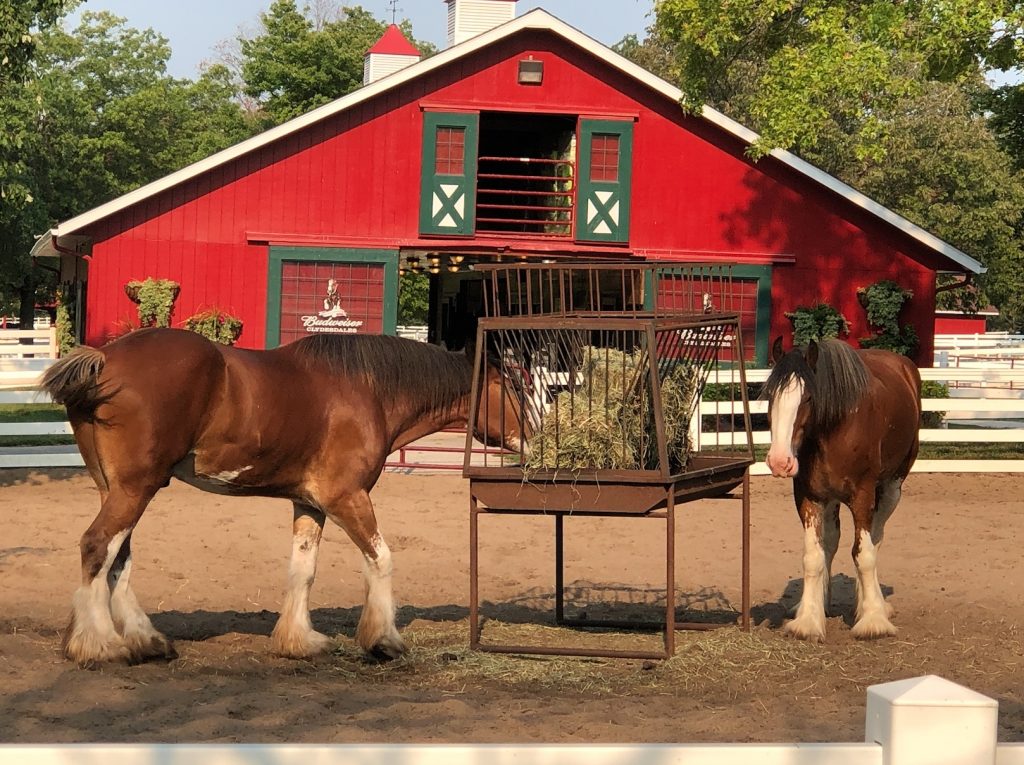 Grant's Farm Clydesdales IMG_7636