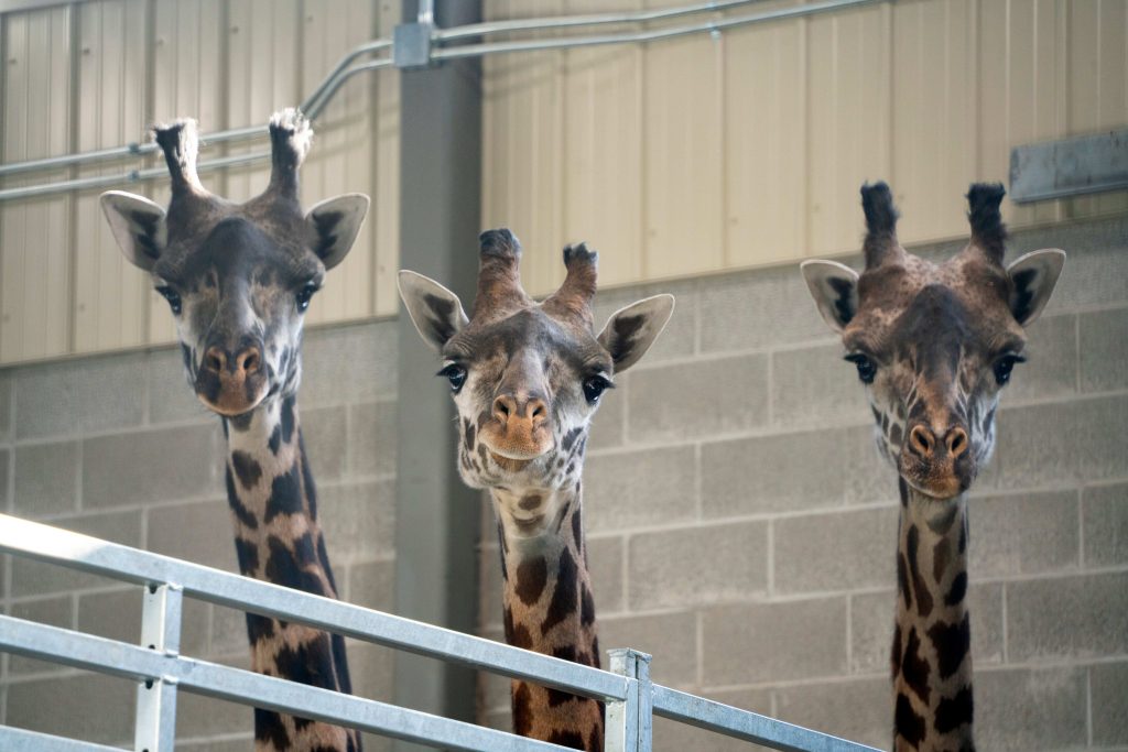 South Bend’s Potawatomi Zoo. (Photo credit: Visit South Bend Mishawaka)