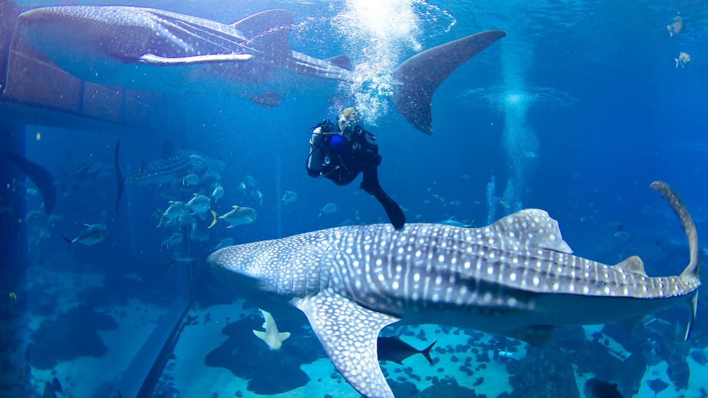 Georgia Aquarium - georgia aquarium