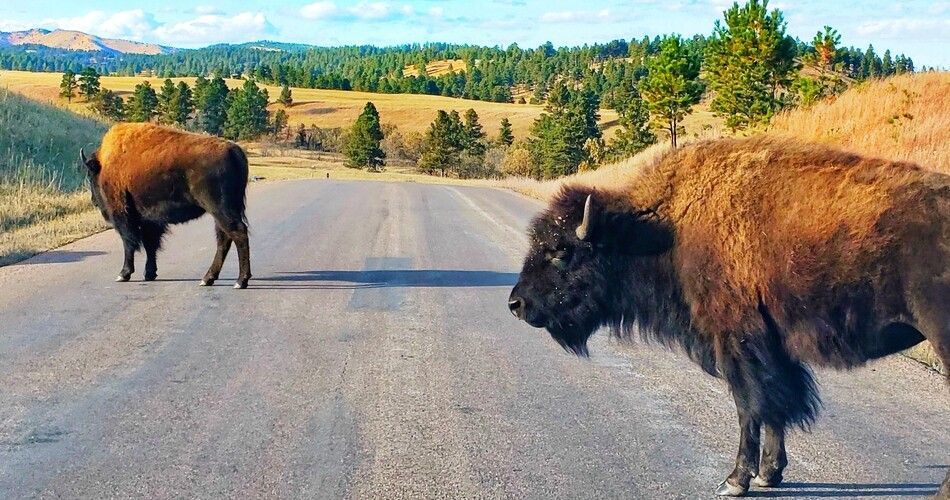 Bison roam along the Wildlife Loop Road in Custer State Park.  Photo Credit: Nancy Schretter