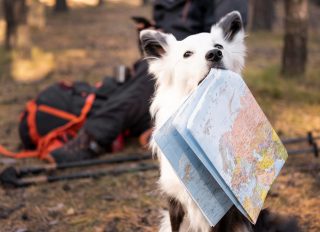 Traveling with Pets_cover photo dog with map via Freepik